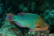 Scarus guacamaia Perroquet arc en ciel-Bonaire 1000steps-22m-20180222-Denis-ADER-DSC_7476_tn